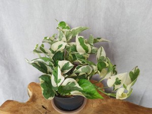 EPIPREMNUM N'JOY DON. 12 CM