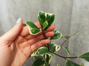 FICUS SWEETHEART DON. 17 CM