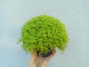 SOLEIROILA ROZESŁANA DON 12 CM 