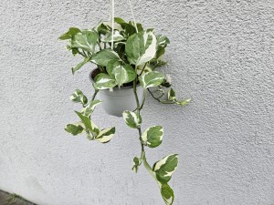 EPIPREMNUM N'JOY DON. 16 CM  