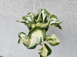 EPIPREMNUM HAPPY LEAF DON. 16 CM 