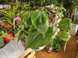 PHILODENDRON FILODENDRON SCANDENS DON. 12 CM