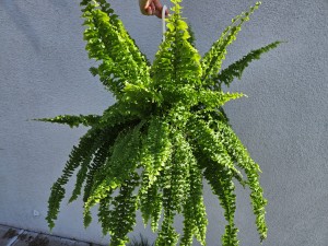 PAPROĆ NEPHROLEPSIS KRÓLEWSKA XXL DON. 18CM