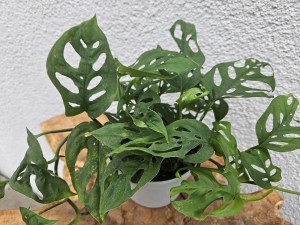 MONSTERA ADANSONII DON. 12 cm