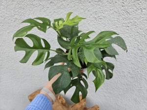 MONSTERA MINIMA DON. 12 cm