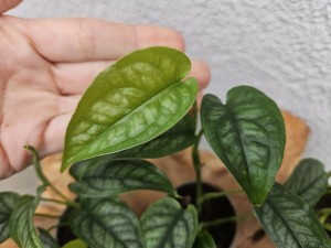 MONSTERA SILTEPECANA DON. 6cm