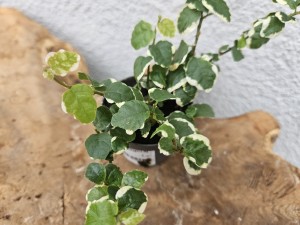 FICUS PUMILA DON. 6 cm
