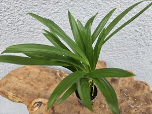 PALMA ARECA DYPSIS DON. 6 cm