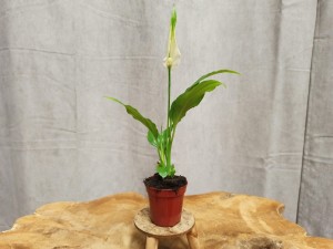SKRZYDŁOKWIAT MINI SPATHIPHYLLUM DON. 5,5 CM