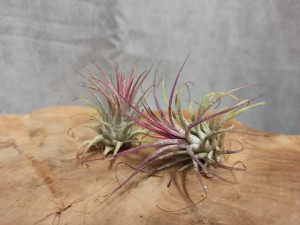 TILLANDSIA LONANTHA RED