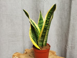 SANSEVIERIA GWINEJSKA DON. 12 CM