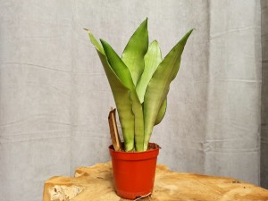 SANSEVIERIA MOONSHINE DON. 12 CM