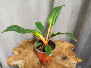 ZIELISTKA GREEN ORANGE DON. 12 CM
