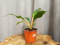 IMG_20220115_094207.jpg