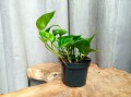 IMG_20220121_110500.jpg