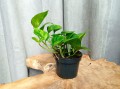 IMG_20220121_110502.jpg