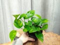 IMG_20220121_110510.jpg