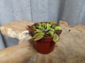 IMG_20220121_110551.jpg