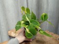 IMG_20220121_111351.jpg