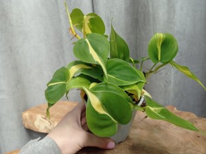 PHILODENDRON SCANDENS BRASIL DON. 12 CM