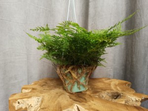 PAPROĆ DAVALIA 'NOGI PAJĄKA' DON. 12 CM