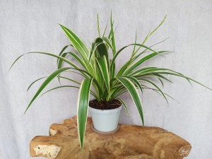 ZIELISTKA CHLOROPHYTUM DON. 12 CM