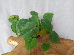 PHILODENDRON SCANDENS ZIELONY DON. 12 CM