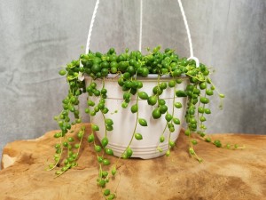 SENECIO STARZEC ROWLEYA XL 