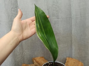 ASPIDISTRA VARIEGATA ŻELAZNY LIŚĆ DON. 12 CM