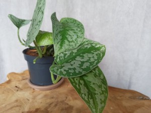 SCINDAPSUS PICTUS TREBIE DON. 12 CM