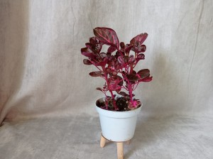 IREZYNA DON. 11 CM