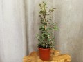 IMG_20220316_120713.jpg