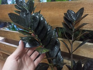 ZAMIOCULCAS RAVEN CZARNY DON. 14 CM