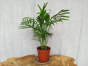 PALMA CHAMEDORA DON. 9 CM