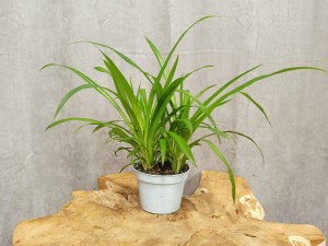 ZIELISTKA CHLOROPHYTUM ZIELONA DON. 12 CM