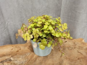CALLISIA GOLD DON. 12 CM