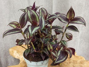 TRZYKROTKA DEEP PURPLE DON. 12 CM