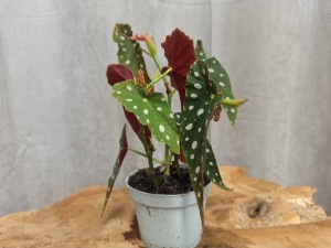 BEGONIA MACULATA DON. 12 CM
