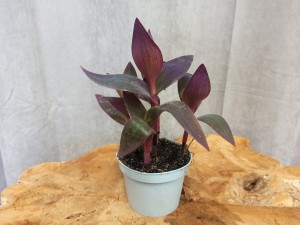 TRZYKROTKA PURPLE HEART PURPUROWA DON. 10 CM