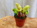 IMG_20220422_120128.jpg