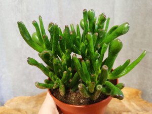 SUKULENT USZY SHREKA DON. 12 CM