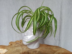 OSŁONKA GŁOWA SZARA 13CM