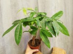 PACHIRA AQUATICA DON. 12 CM