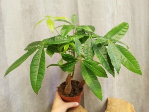 PACHIRA AQUATICA DON. 12 CM