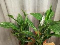 IMG_20220729_161141.jpg