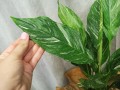 IMG_20220729_161207.jpg