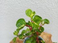 IMG_20221011_131349.jpg