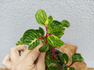 IREZYNA HERBSTA IRESINE AUREORETICULATA  DON. 12 CM