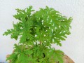 IMG_20221012_104715.jpg