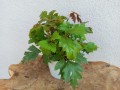 IMG_20221012_105735.jpg
